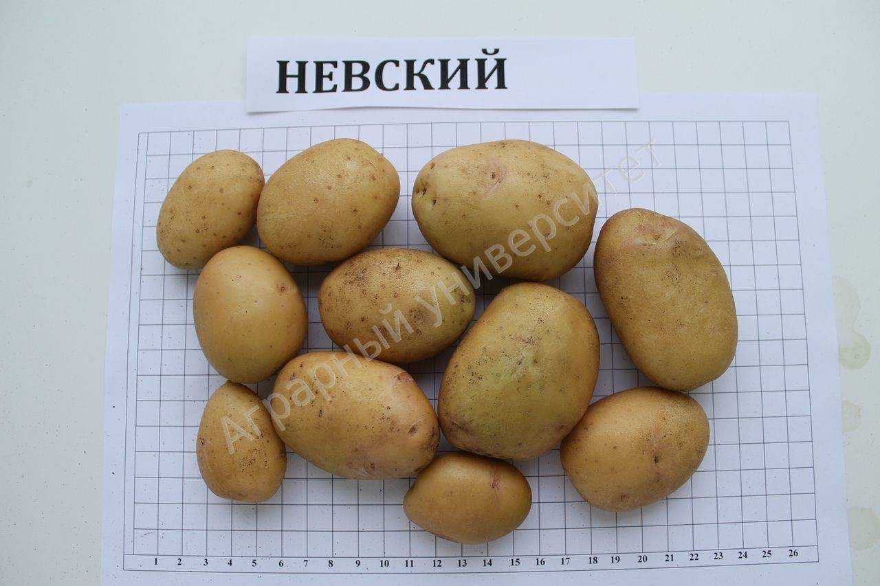 Картофель невский: описание сорта и его характеристики