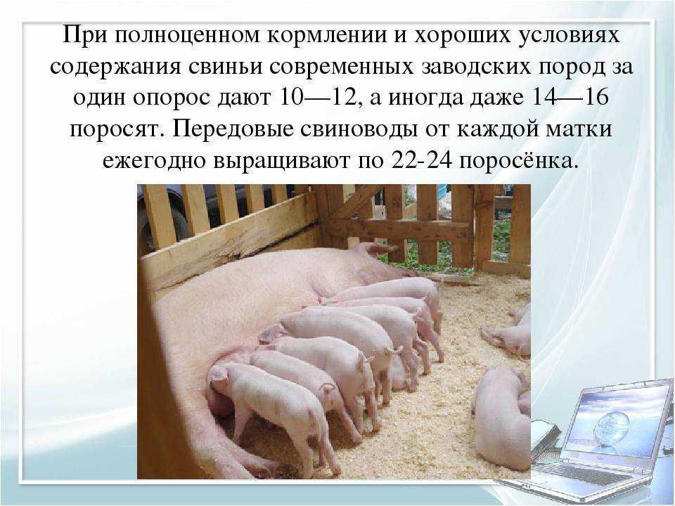 Вьетнамская свинья. описание, особенности, виды и разведение вьетнамских свиней | живность.ру