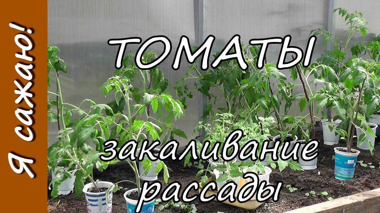 Закаливание рассады на supersadovnik.ru