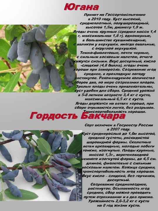 Характеристики жимолости «фиалка»: описание уникального сорта, польза плодов