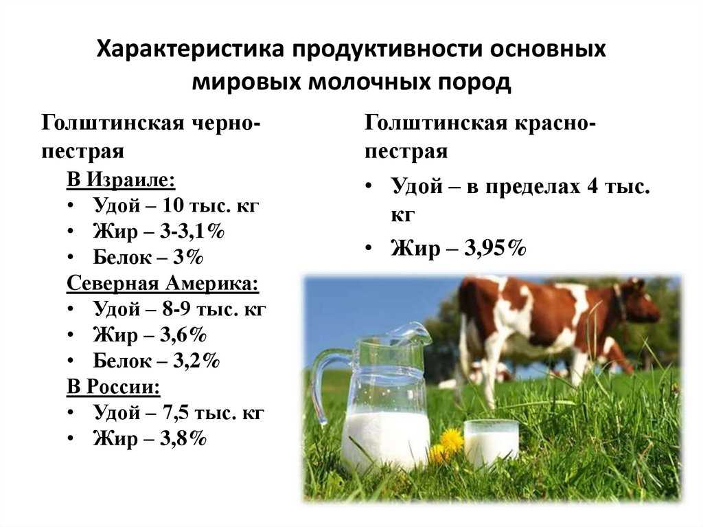 Сколько в россии коров сейчас и было в прошлом