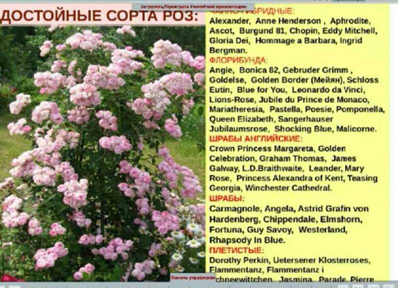 О розах шрабах: что это такое, посадка, уход и выращивание полуплетистых роз