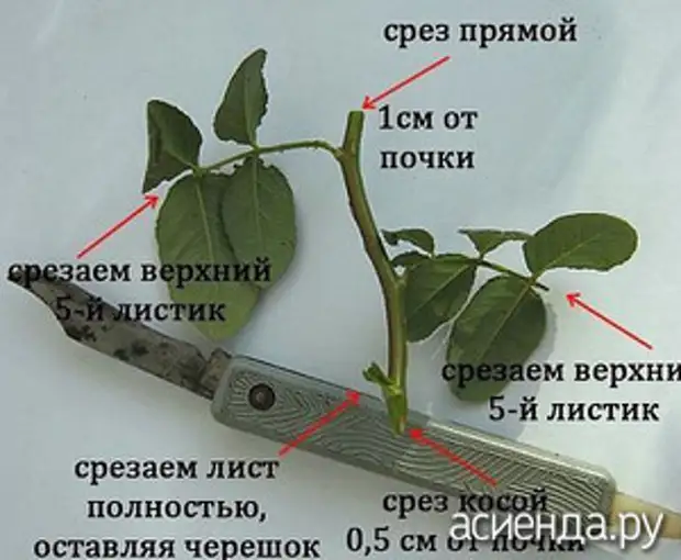 Размножение роз черенками из букета