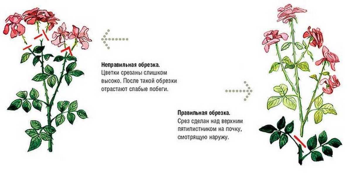 Почему роза не растет, 10 частых ошибок при выращивании роз