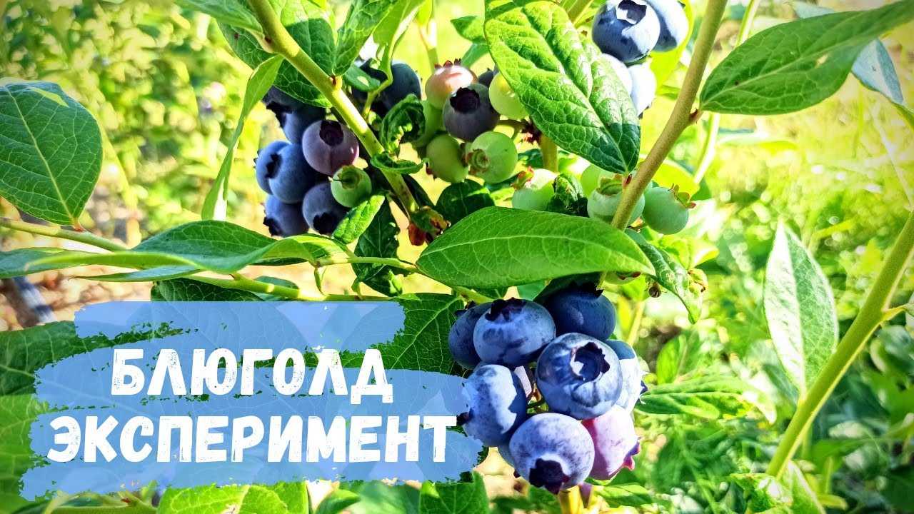 Голубика блюкроп: описание сорта, фото, отзывы, посадка и уход