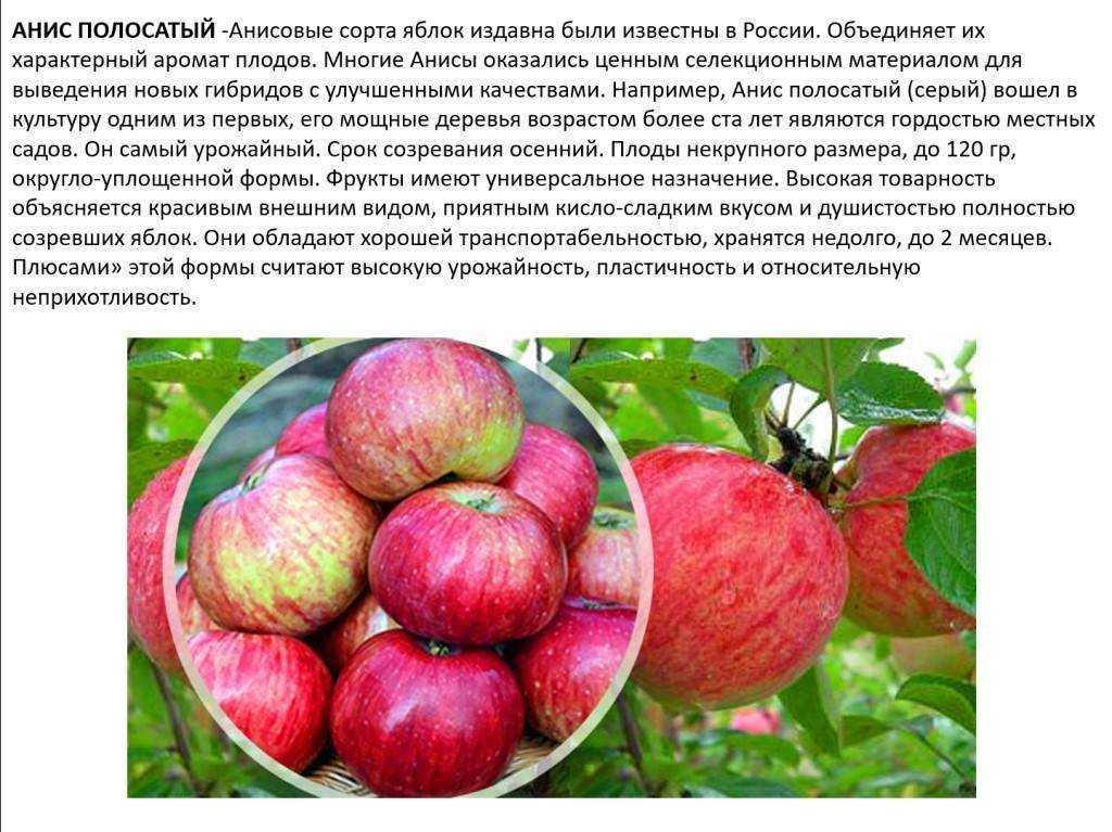 Описание сорта яблони коричное полосатое — особенности, правила посадки и ухода, сбор урожая + фото