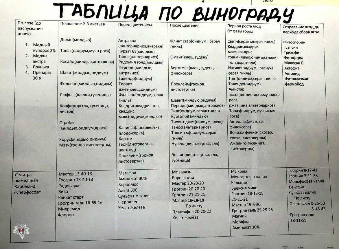 Обработка винограда весной от болезней и вредителей: сроки и правила проведения весенних работ