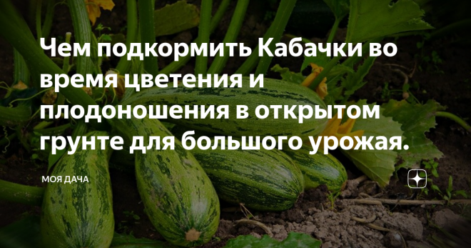 Чем подкормить тыкву в открытом грунте: обзор удобрений