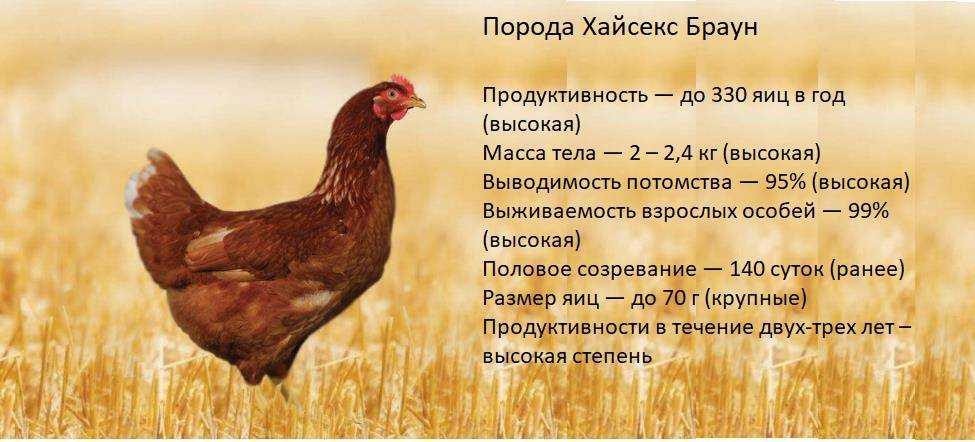 Порода кур ломан браун