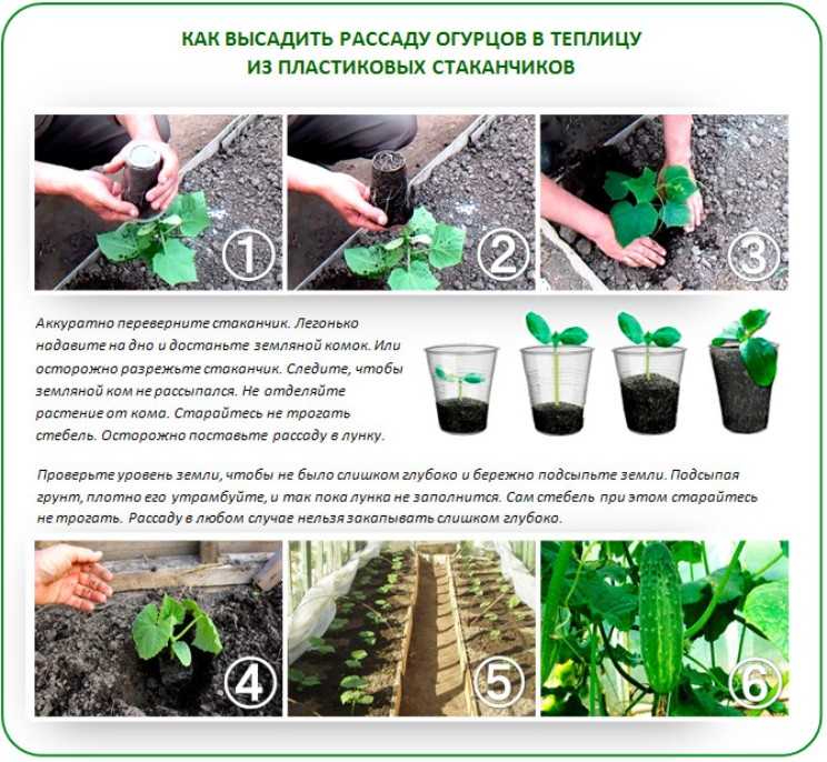 Как сажать кабачки: все секреты и хитрости посадки - дачные советы