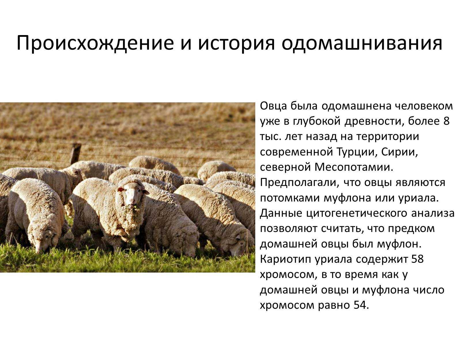Разведение овец в домашних условиях | cельхозпортал