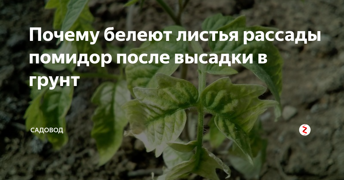 Почему белеют листья у рассады помидор и что делать | дача cадовода