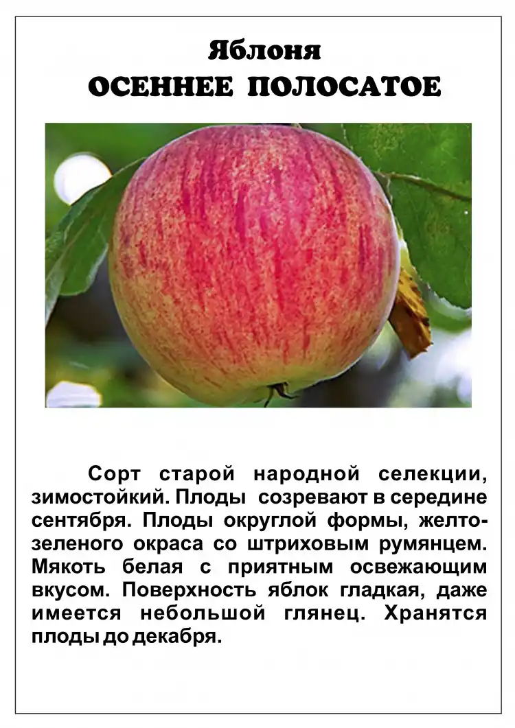 Яблоня штрифель: полная характеристика сорта, выращивание и уход