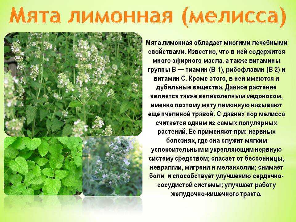 Мелисса лекарственная: использование травы и масла