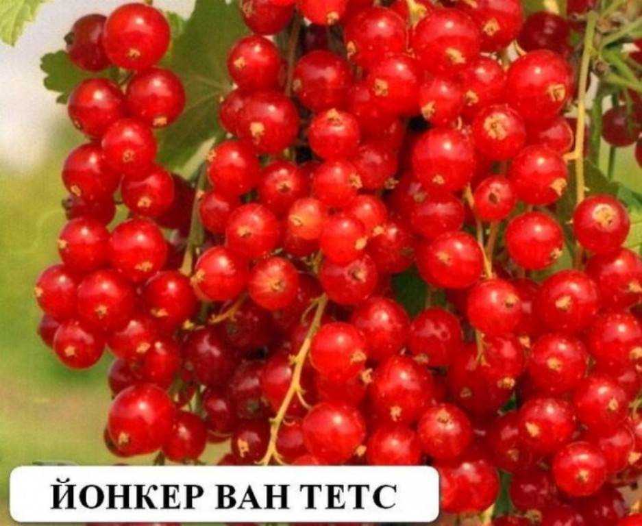 Как вырастить великолепную красную смородину: знакомьтесь, сорт йонкер ван тетс