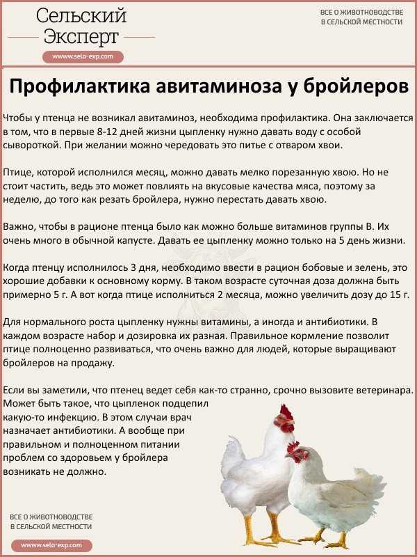 Одуванчики курам: польза и вред, советы ветеринара