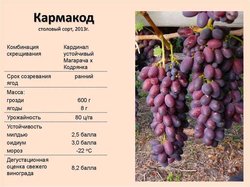 Виноград дружба. описание сорта и основные характеристики