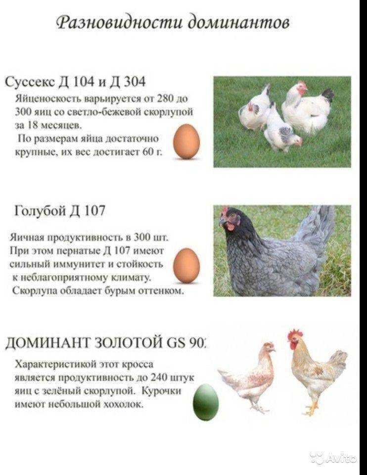 Порода кур барбёзьё из франции