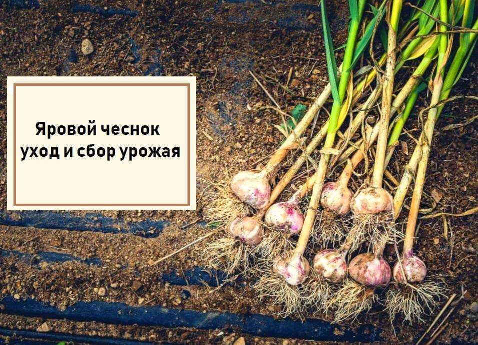 Как вырастить хороший урожай чеснока? всё о выращивании и уходе за чесноком. фото — ботаничка