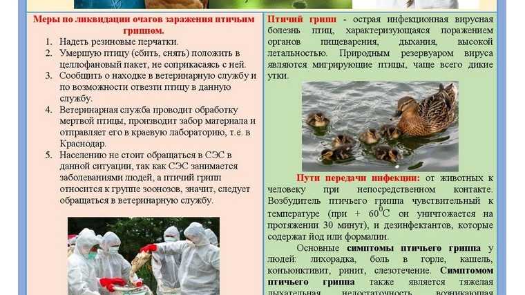 Красный куриный клещ