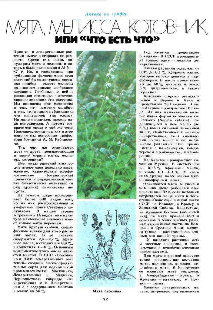 Отличия мяты и мелиссы