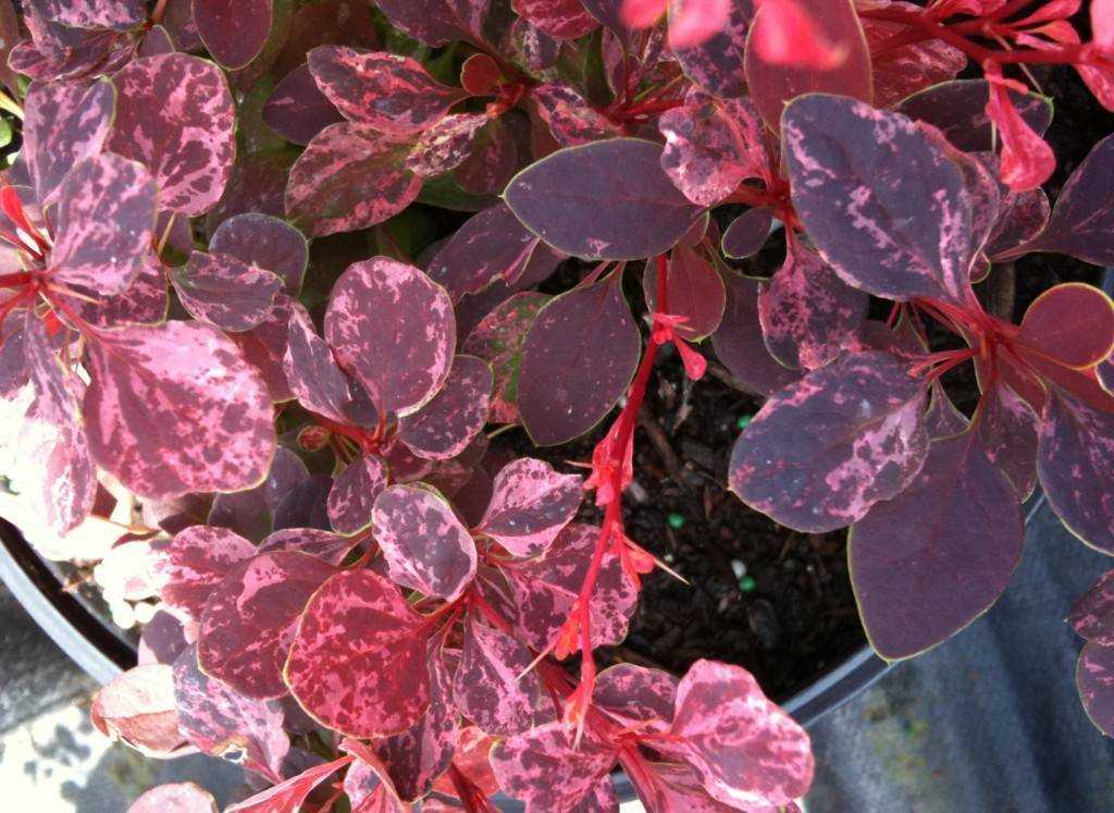 Барбарис роуз глоу (rose glow): описание и фото, применение в ландшафтном дизайне