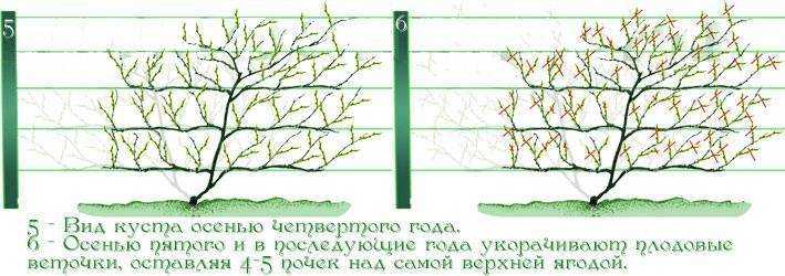 Актинидия коломикта - сорта растения, посадка и уход