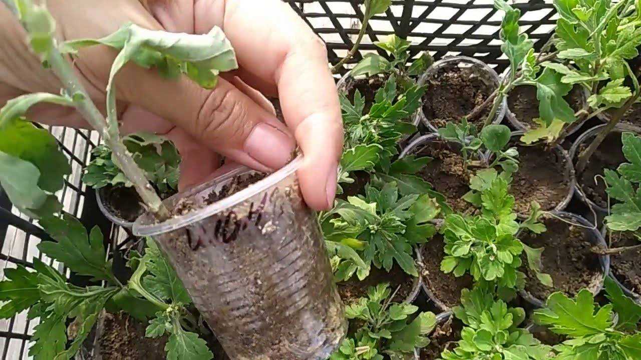 Хризантемы – посадка и уход