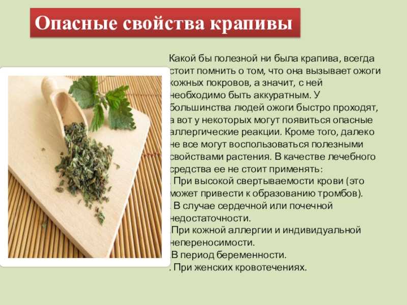 Крапива, виды и описание, лечебные свойства, противопоказания и применение