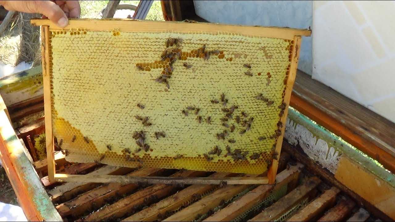Весенние работы на пасеке по этапам
