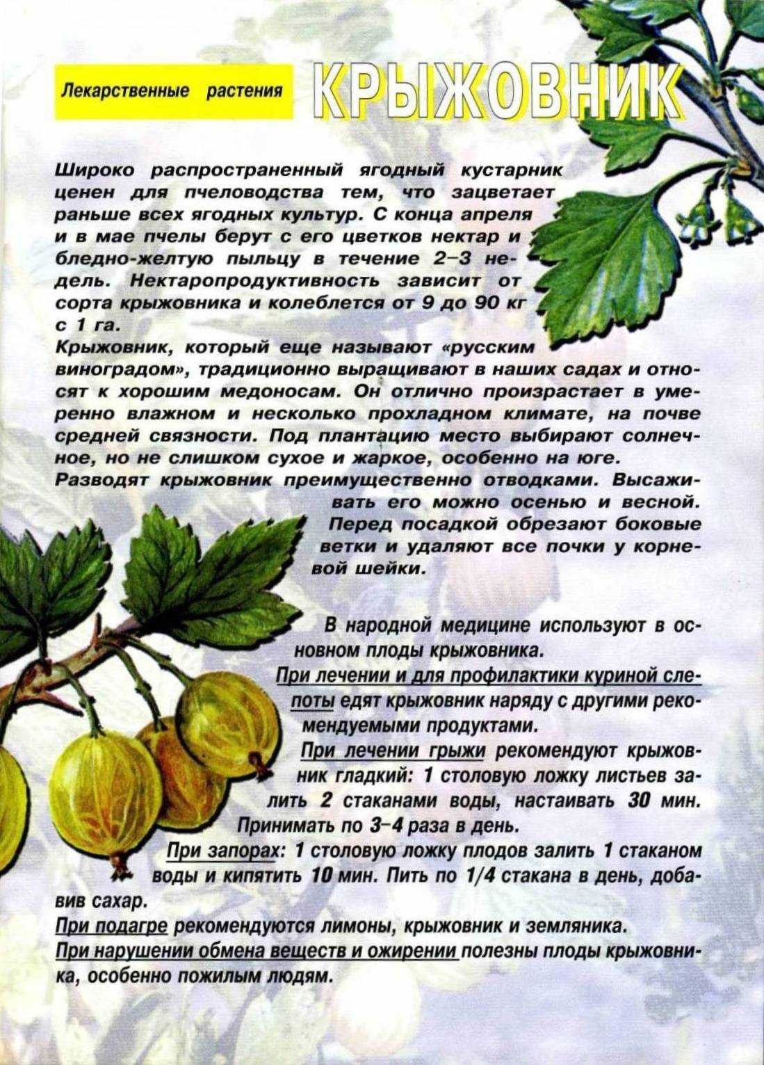 Посадка крыжовника весной: сроки, особенности, технология высадки ягодного кустарника