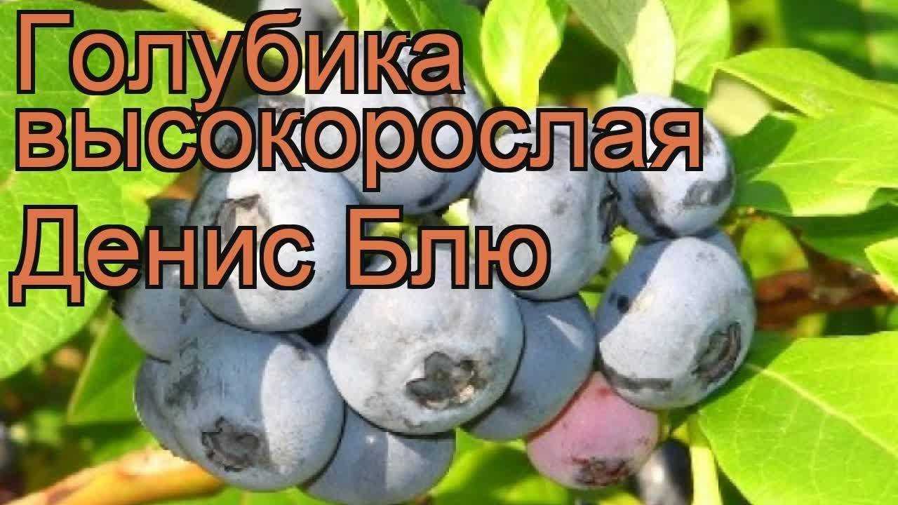 Голубика денис блю (дениз голубая): описание сорта, отзывы, фото, посадка и уход