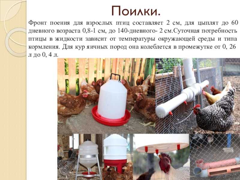 Лошадь зимой: уход, содержание, чем кормить (корм, сколько сена нужно)