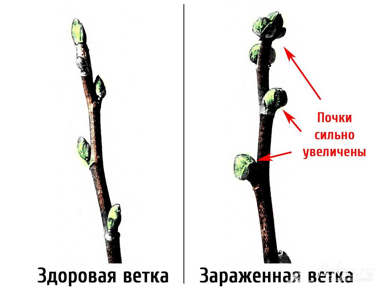 Клещ смородинный почковый | справочник пестициды.ru
