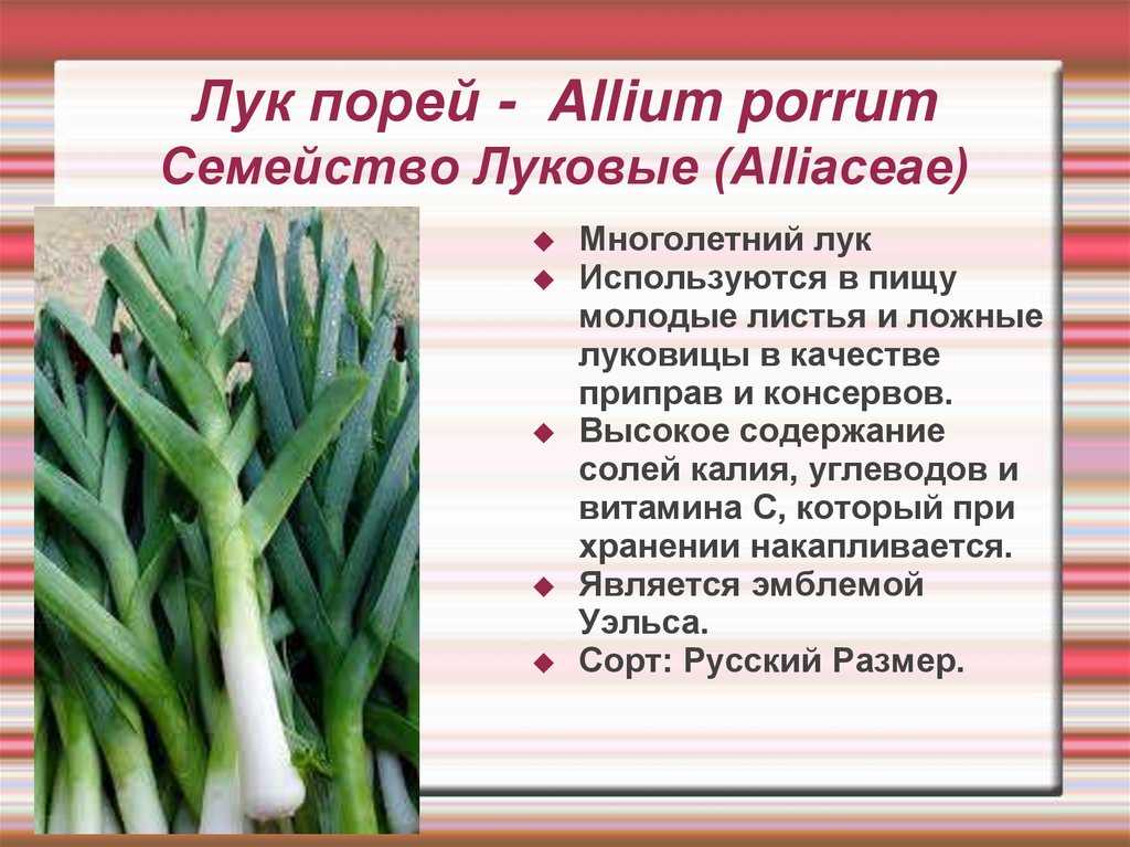 Лук порей: польза и вред, рецепты приготовления
