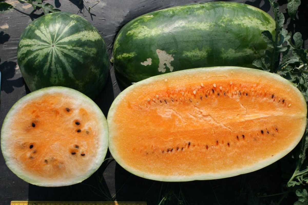 Каков на вкус желтый арбуз