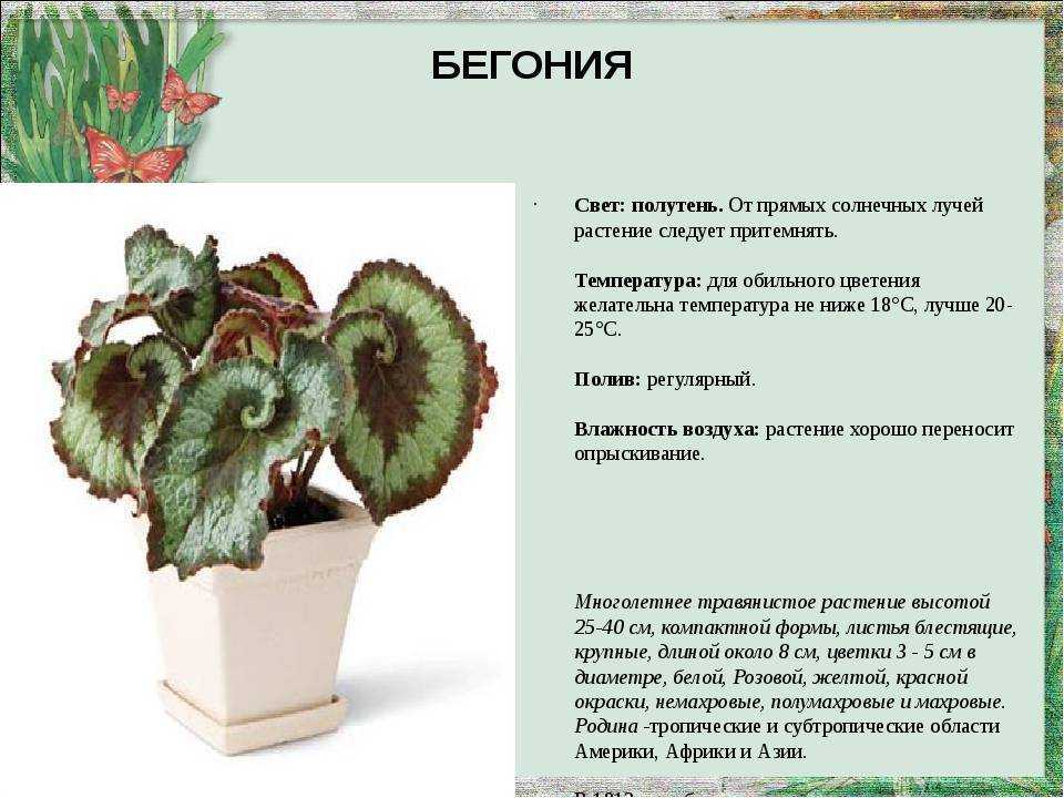 Бегония: выращивание из семян и эффективные способы размножения цветка