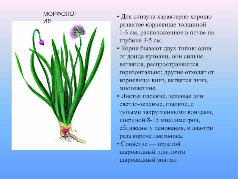 Лук-слизун: характеристика, сорта, посадка и уход в открытом грунте