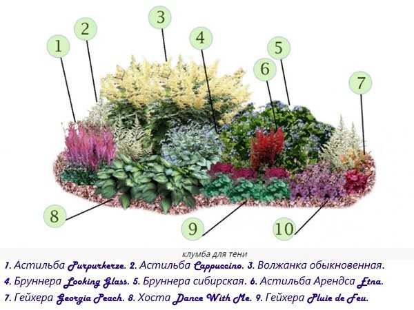 Астильба уход весной после зимы в открытом грунте