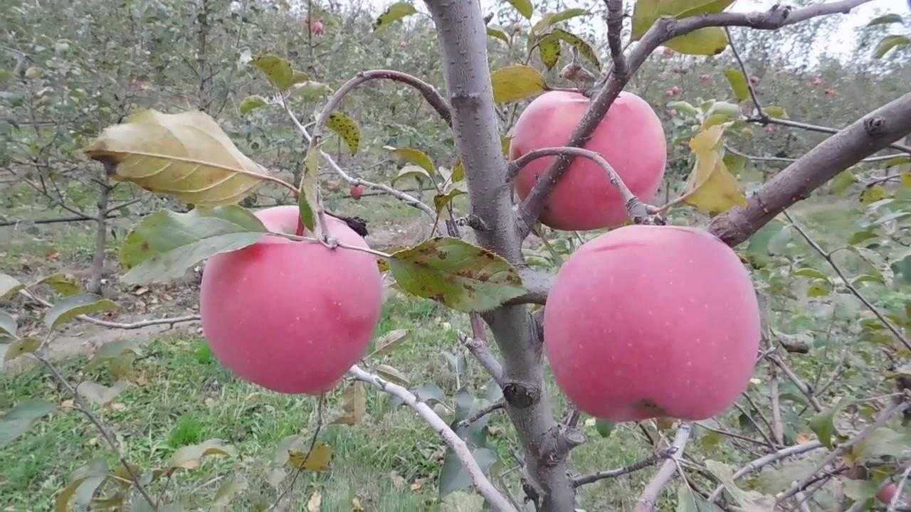 Яблоня фуджи фото и подробная характеристика. сбор и хранение урожая
