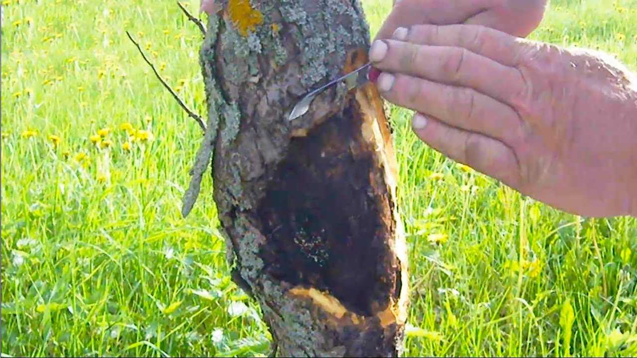 Черный рак на яблоне: фото, описание симптомов и лечение болезни