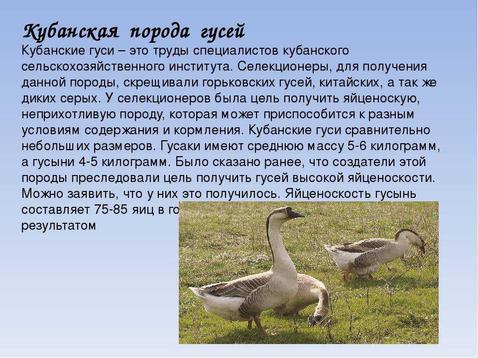 Уральские гуси. описание породы. белая, серая разновидность