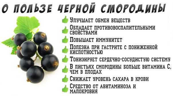 Белая смородина: сорта, посадка и уход