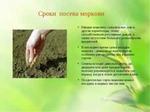 Посадка моркови под зиму в подмосковье