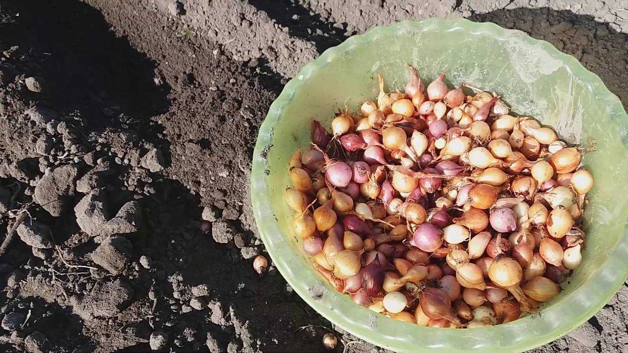 Посадка лука в зиму в подмосковье на репку: сорта, сроки и когда осенью лучшее время высева, можно ли сажать в октябре, как правильно заделывать, на какую глубину?