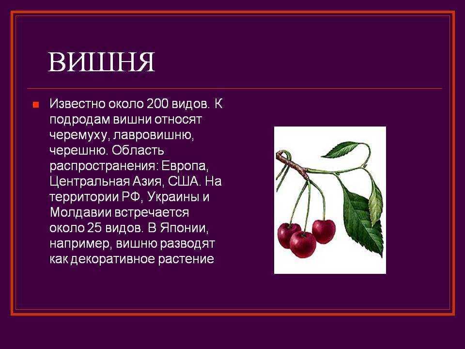 Где и как растет черешня