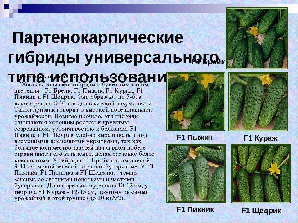 Партенокарпические огурцы: что это означает, описание гибридных сортов