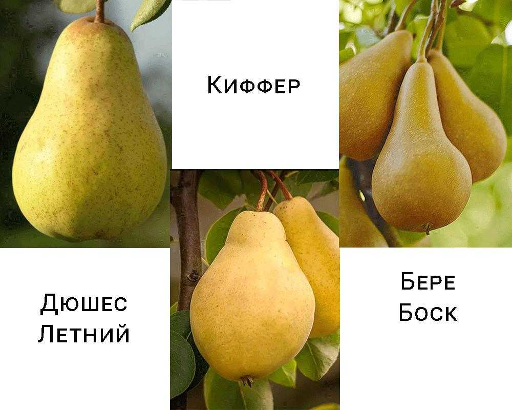 Груша бере боск: описание сорта, фото, отзывы, плюсы и минусы