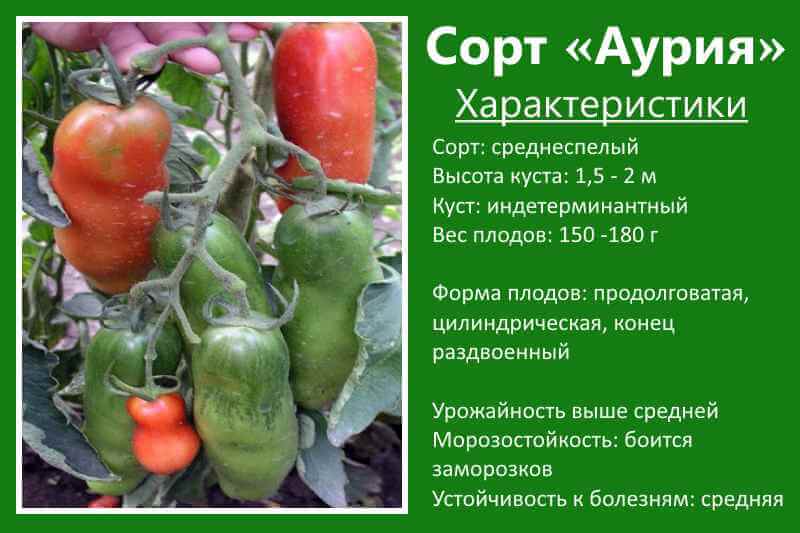 Мужское достоинство: описание сорта помидоров, характеристики томатов