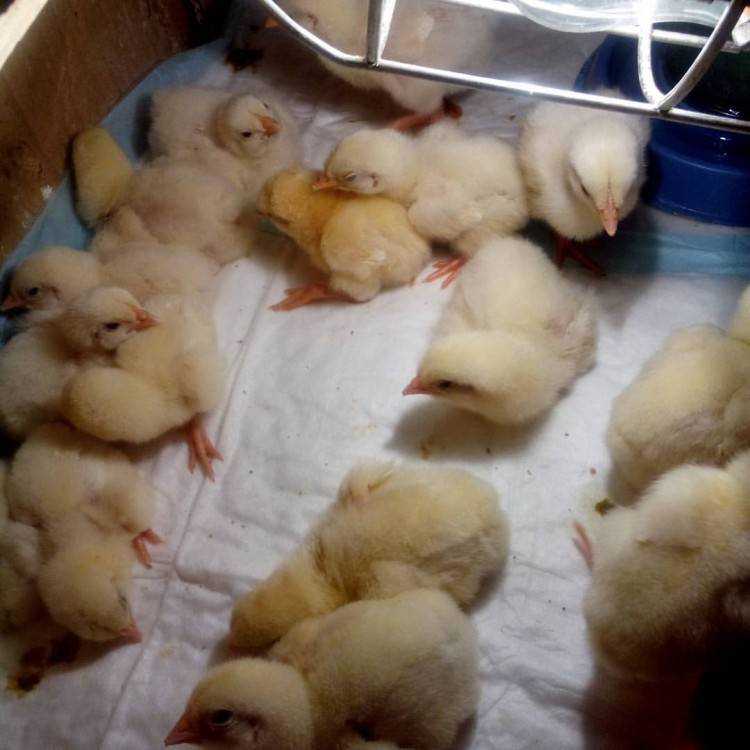 Цыплята: уход и выращивание цыплят в домашних условиях
